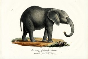 Giovane elefante africano